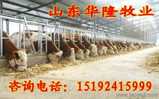 洋河牛厂 优质家畜养殖的典范