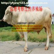 【母牛肉牛】价格,厂家,图片,供应商,牲畜,嘉祥县航宇牛羊驴养殖场 - 产品库 - 阿土伯交易网