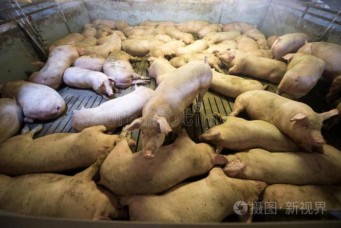 从法罗群岛到全球餐桌 家畜、病毒与出口工厂的隐秘链条