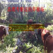 嘉祥县航宇牛羊驴养殖场 专业肉牛养殖与供应